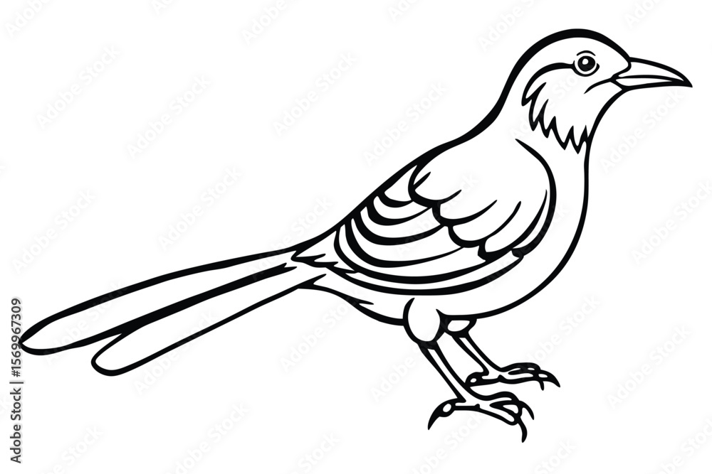 Obraz premium Line Art Illustration of a Standing Northern Mockingbird with a Long Tail