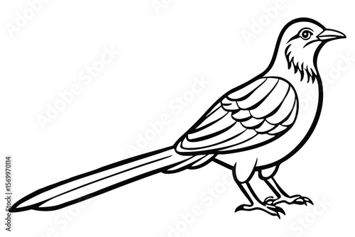 Black and White Line Art Illustration of a LongTailed Magpie Bird Standing Tall