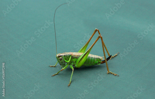 Grasshopper