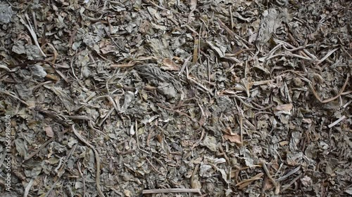 Raw whole dried Bacopa monnieri herb