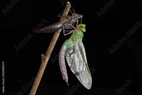 The emperor dragonfly is a large species of hawker dragonfly of the family Aeshnidae