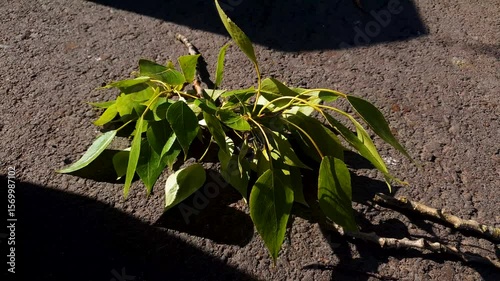 A green branch with leaves is lying on the pavement. A broken tree branch.