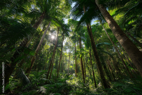 Sunlight Shining Through Tall Dense Jungle Trees