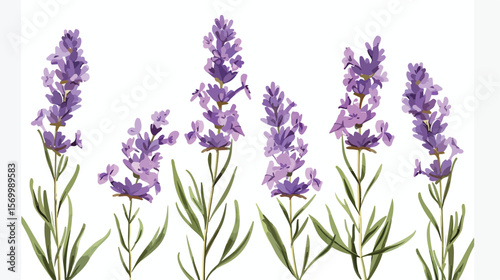 Hand-Drawn Lavender Brunch: Floral Vector Illustration for Invitations, Cards, and More! food menu  