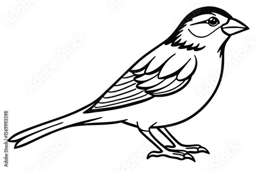 Line Drawing of a Sparrow, Black and White Bird Illustration, Simple Graphic Design
