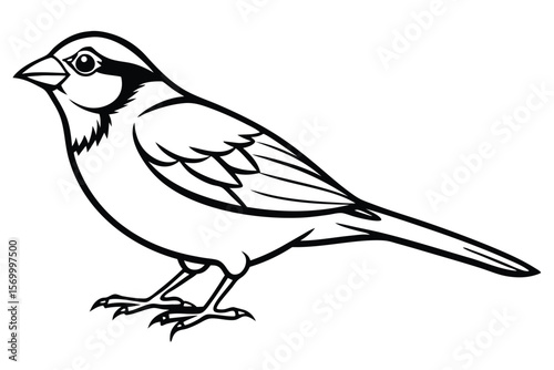Line Art Illustration A Detailed Vector Graphic of a Standing Sparrow Bird