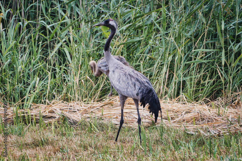 Fototapeta premium grey crane in the grass