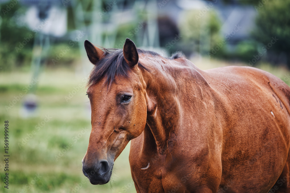 Fototapeta premium portrait of a horse