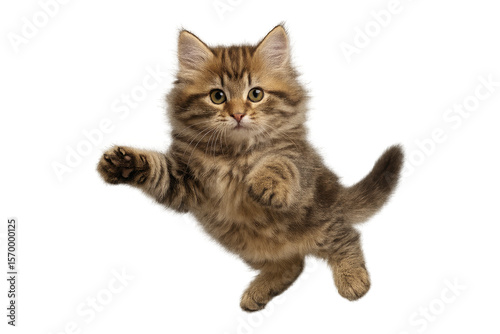Adorable playful kitten isolated on transparent background, fluffy and cute