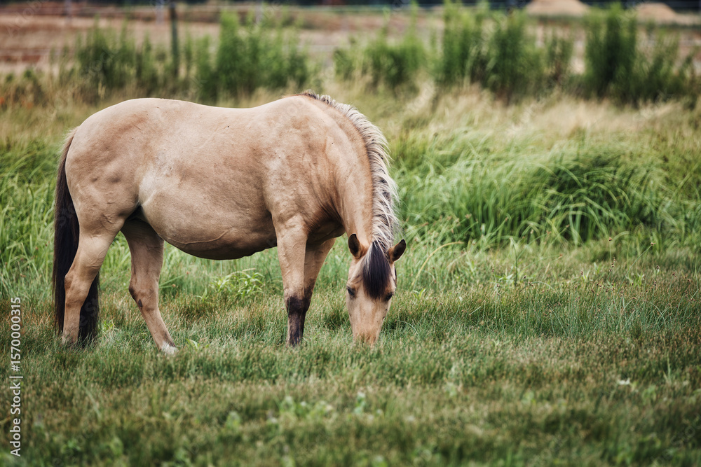 Fototapeta premium portrait of a horse
