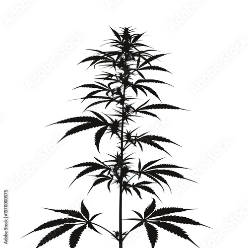 silhouette cannabis isolated in White background
