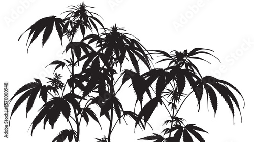 silhouette cannabis isolated in White background