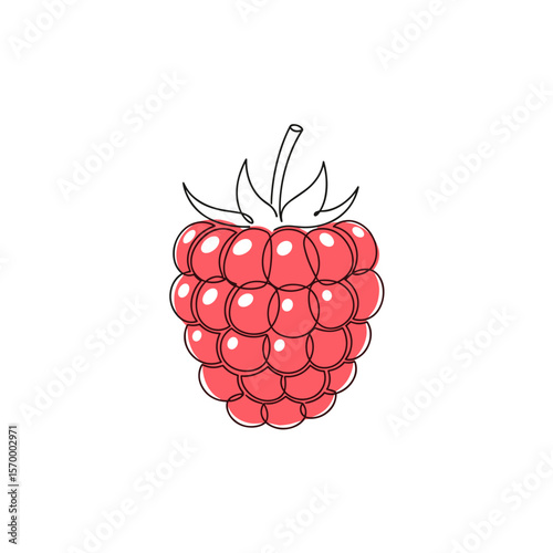 Red raspberry illustrated with detailed features and natural shape  