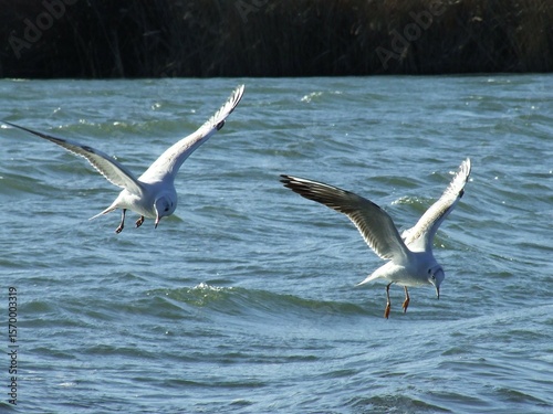 seagulls are searching for food