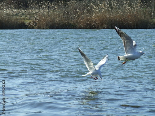 seagulls over the water
