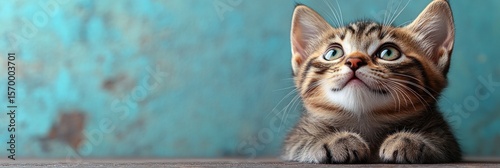 Adorable Kitten Gazing Upwards Against a Teal Background