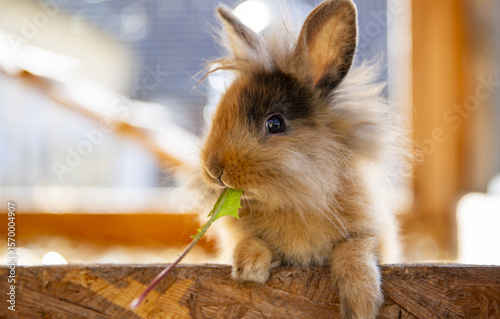 close-up of cute dwarf rabbit eating dandelions in rabbit hutch