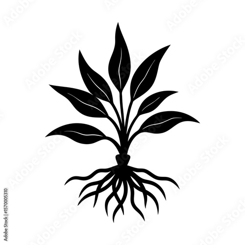 Botanical plant leaves root system nature flora garden growth silhouette