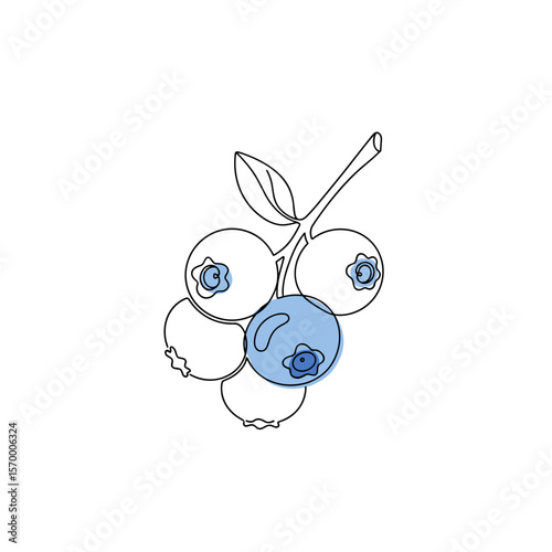 Blueberries illustration on white background in minimal style  