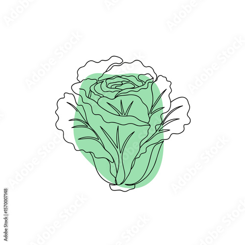 A head of lettuce with leafy texture on white background  