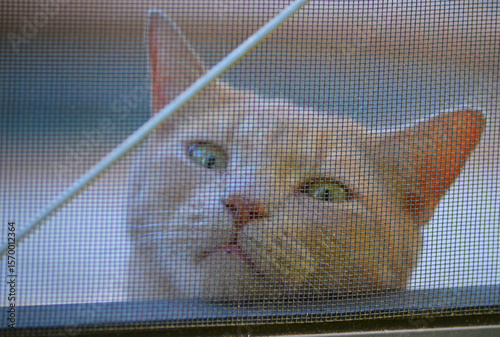 Принти на полотні Closeup of a ginger cat face with green eyes, its chin lying on a kickplate inside a screen enclosure watching the yard outside