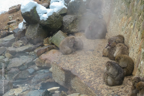 Fotografija A large troop of Japanese macaques crowds together on a rocky ledge to conserve heat against the winter cold