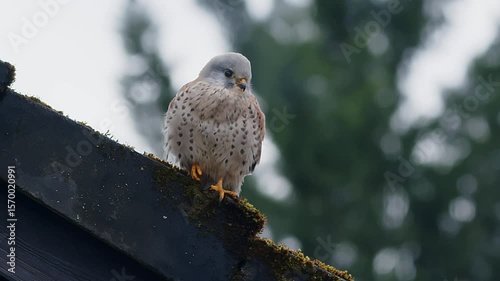 kestrel sitting on roof searching for prey