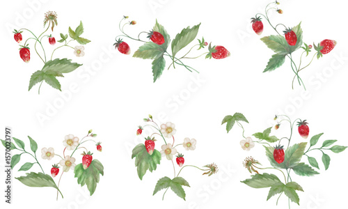 Set of Watercolor Strawberry Arrangements. Hand-Painted Clipart. Vector EPS.