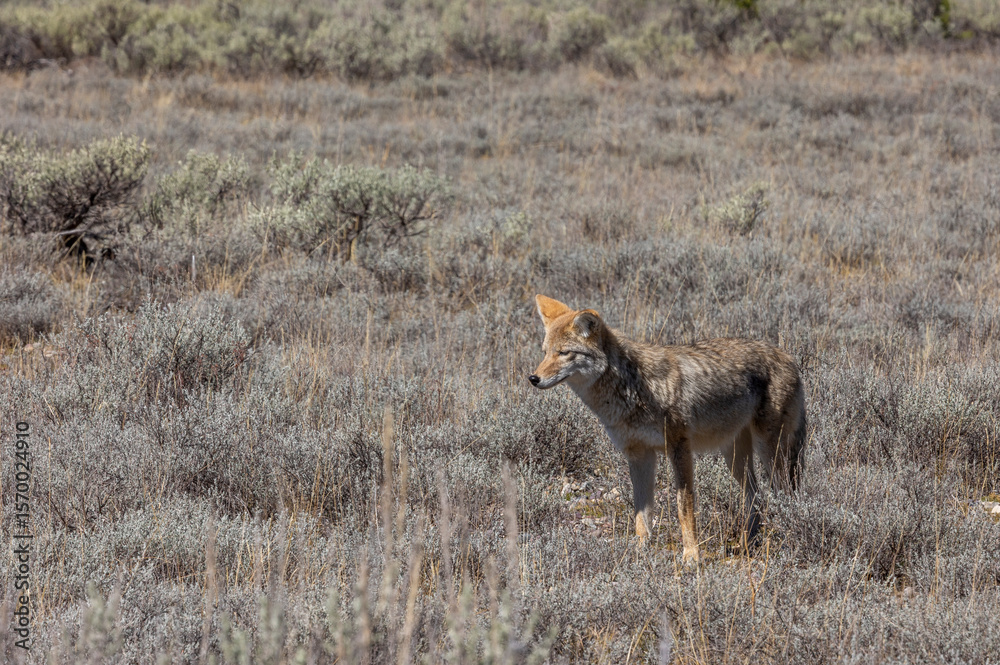 Fototapeta premium Coyote in Autumn in Wyoming