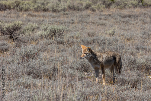 Coyote in Autumn in Wyoming
