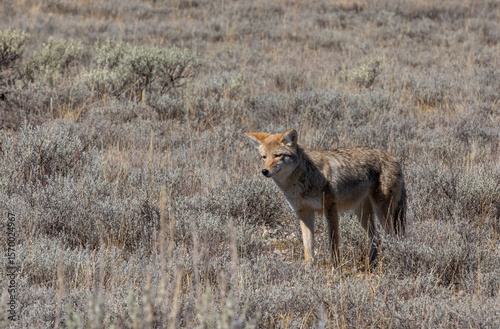 Coyote in Autumn in Wyoming