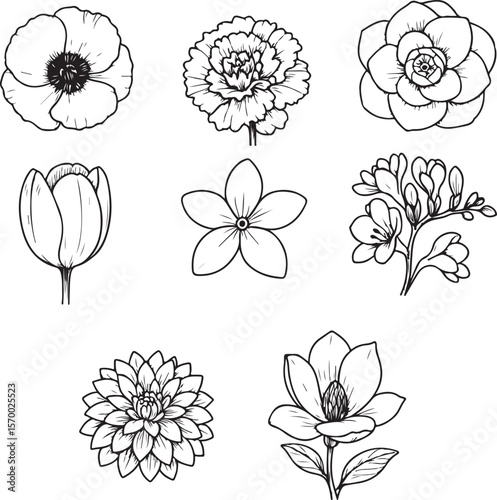 Collection of elegant hand drawn floral illustrations featuring poppy tulip carnation freesia dahlia camellia and magnolia flowers