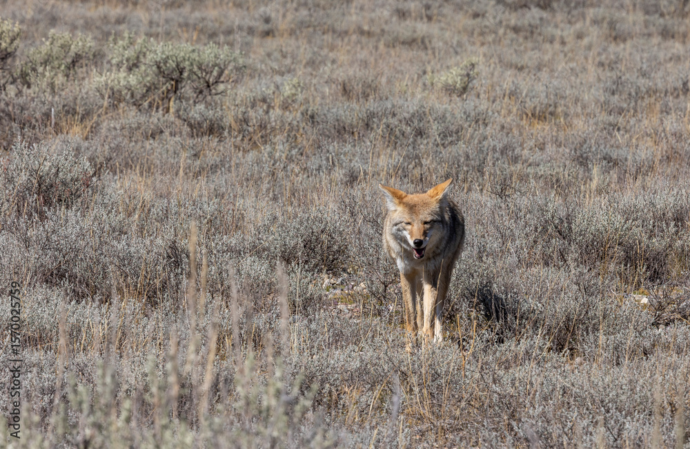 Fototapeta premium Coyote in Autumn in Wyoming