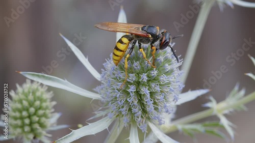 Wasp sitting on blue thistle eating nectar
