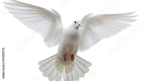 Wallpaper Mural White dove in flight, wings spread, against white background; peace symbol Torontodigital.ca