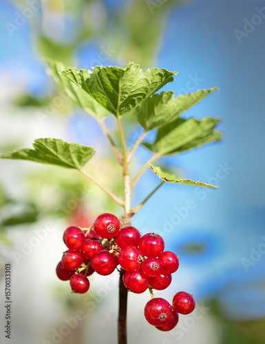 red currant on a branch