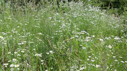 Wildflowers in a meadow in the wind