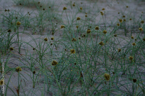 Fototapeta Naklejka Na Ścianę i Meble -  It's a plant that grows on sand in sand dunes by the sea.