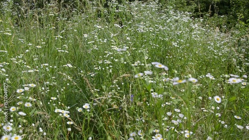 flowers and green grass in the wind
