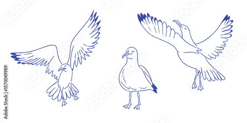 Set of hand drawn seagulls in different poses, flying and standing, with minimal blue line art style. Concept of freedom, coastal life, and light natural elegance.