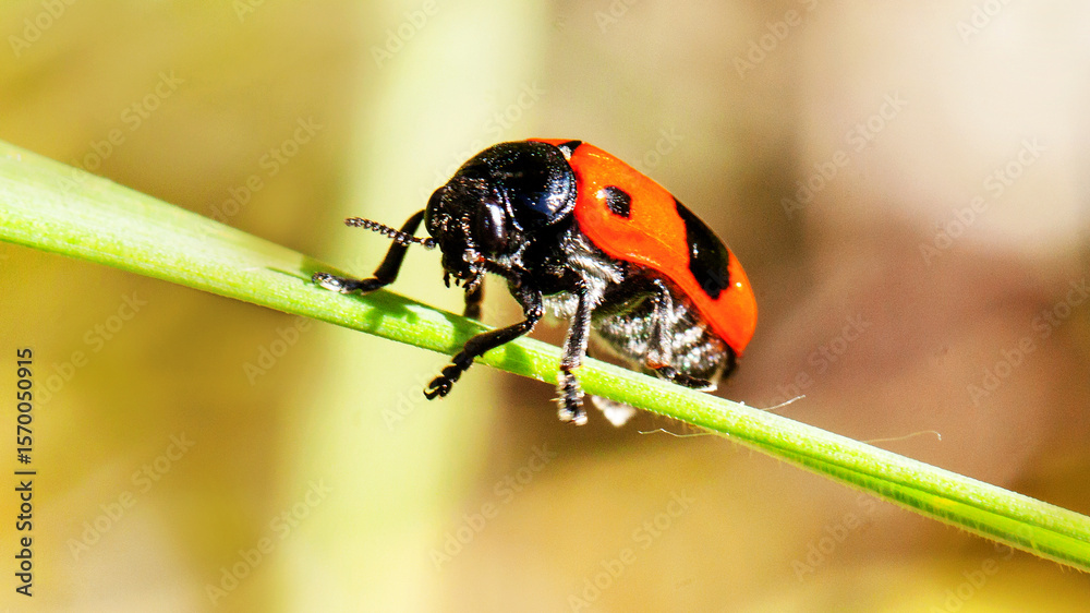 Fototapeta premium ladybird on a leaf