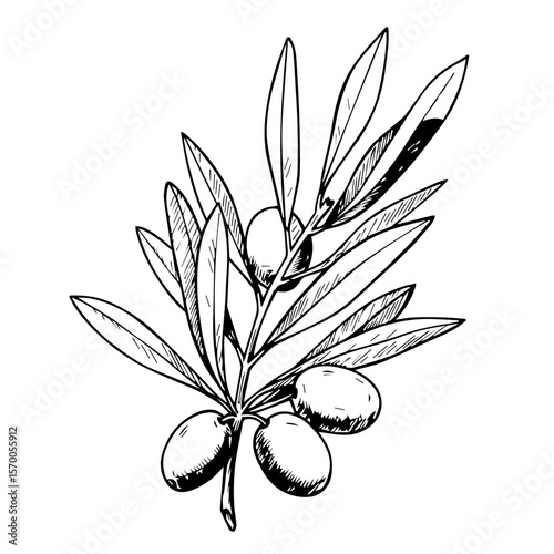 Hand-drawn olive branch artwork with ripening olives, shown as beautiful image fx. Olive branch botanical illustration, detailed with elegant leaves and rich fruit.
