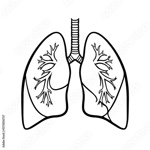Vector drawing of lungs showing anatomical structure and trachea for medical education, representing effects. This lungs graphic demonstrates trachea and pulmonary system, and serves educational use.
