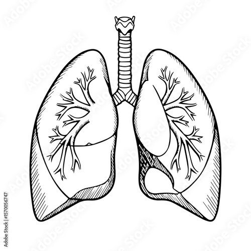 Detailed lung illustration showcases respiratory system anatomy for medical studies. Lung illustration demonstrates anatomical structure,