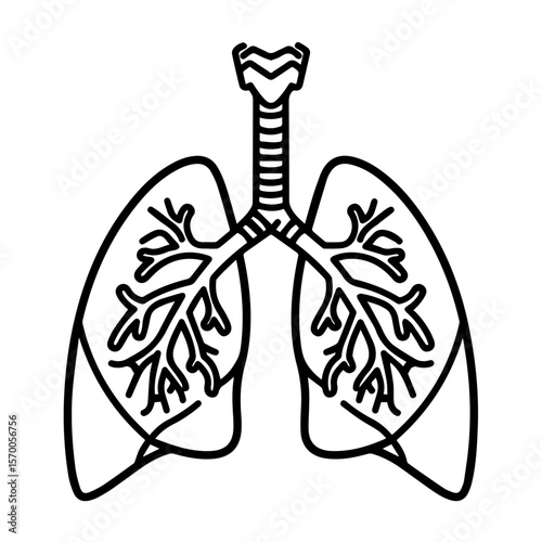 Human lungs illustration shows respiratory system in outline. Anatomical lungs illustration depicts healthy breathing and pulmonary organ anatomy.