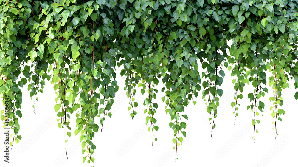 Fototapeta premium Lush green hanging vines cascading downward against a clean white background