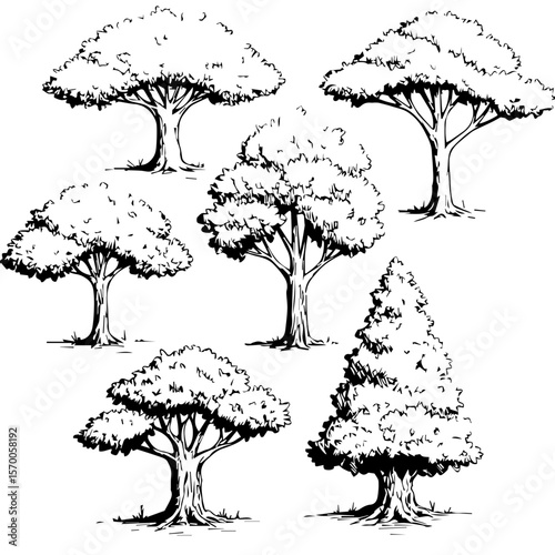Black and white trees on white background showcase various shapes, including deciduous, coniferous and rounded forms. Collection of trees for nature education and arboretum projects,