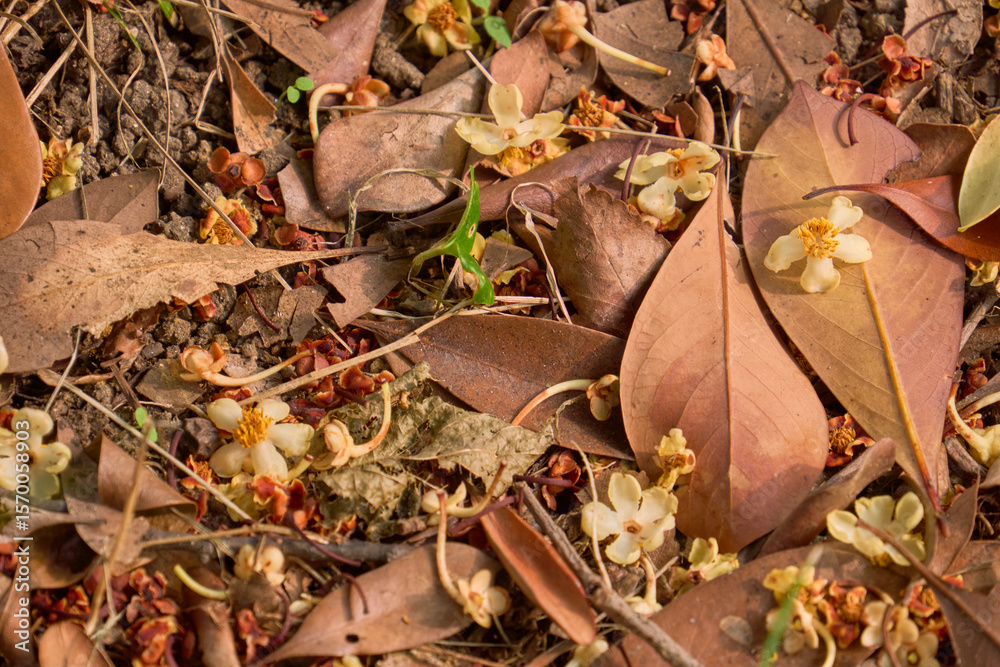 Fototapeta premium 地面に落ちた白と黄色の花と落ち葉の背景素材