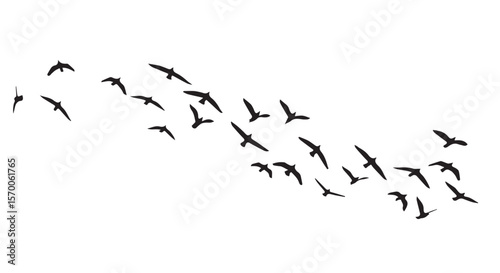Birds in Flight – Silhouette Sky Migration Vector
