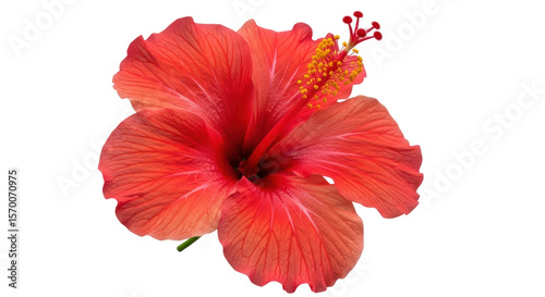 Isolated Red Hibiscus Flower